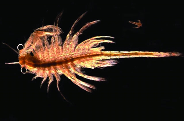 Kỹ thuật ấp Artemia làm thức ăn cho ấu trùng tôm