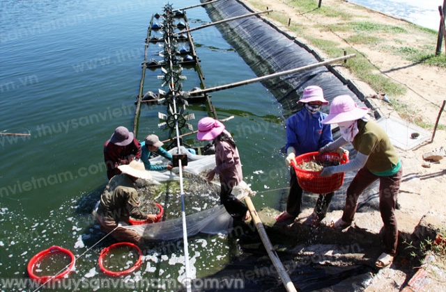 Quy trình nuôi tôm thẻ chân trắng trong ao cát