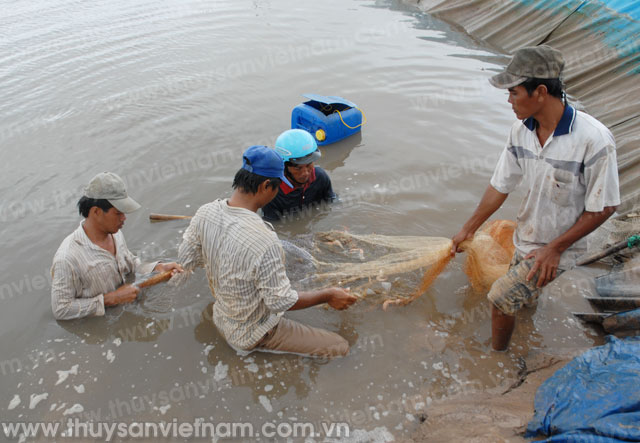 Nan giải khống chế dịch bệnh tôm